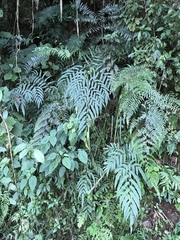 Coniogramme madagascariensis