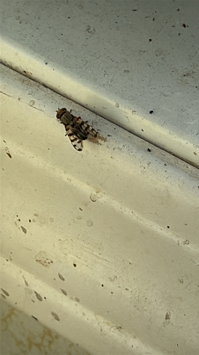 Narrow-Banded Picture-Winged Fly