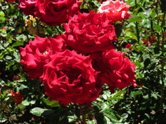 Rosa
