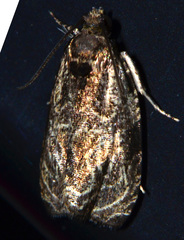 Olethreutes furfuranum