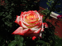 Rosa