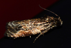 Olethreutes furfuranum