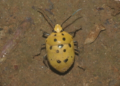 Augocoris gomesii