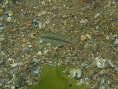 Spondyliosoma cantharus