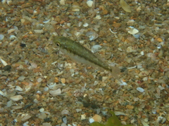 Spondyliosoma cantharus