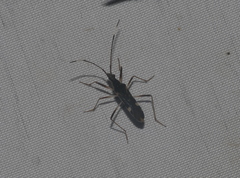 Orthaea
