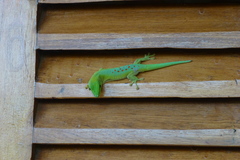 Phelsuma kochi