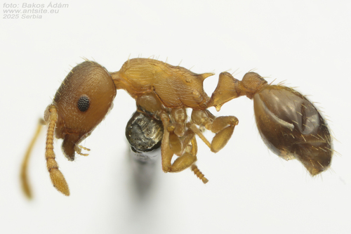 Temnothorax lichtensteiniTemnothorax lichtensteini