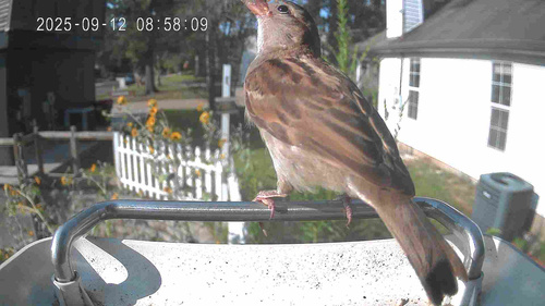 House Sparrow photographed in Louisiana