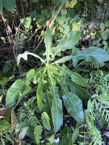 Sonchus arvensis iNat (3)