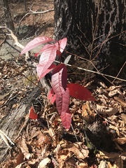 Oxydendrum