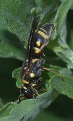 Stenodynerus propinquus