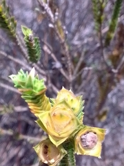 Lavoisiera