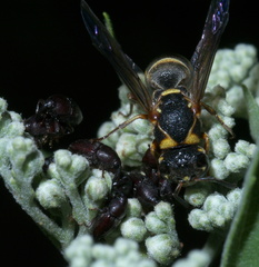 Stenodynerus propinquus