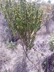 Lavoisiera