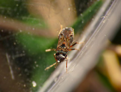 Ischnocoris punctulatus