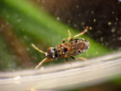Ischnocoris punctulatus
