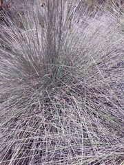 Poaceae