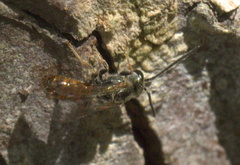 Lasioglossum zephyrus