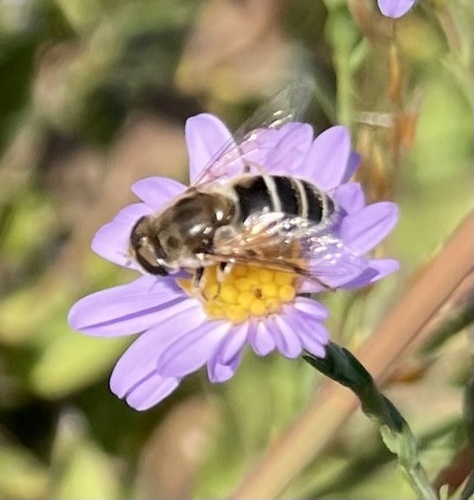 Unknown species found near Park Ave, Westchester, IL, US