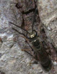 Lasioglossum zephyrus