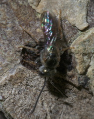 Lasioglossum zephyrus