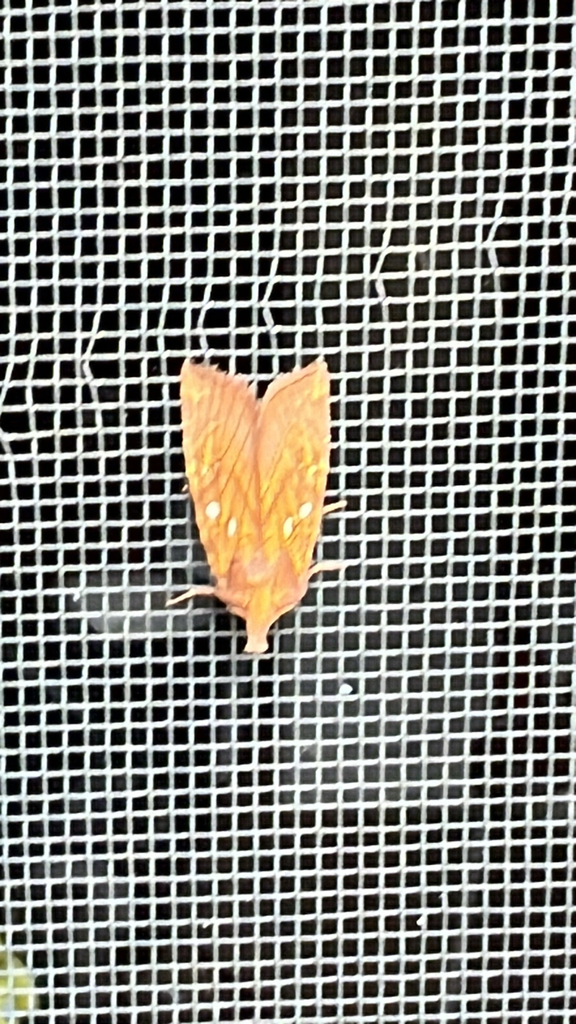 Sensitive Fern Borer Moth