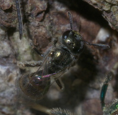 Lasioglossum zephyrus