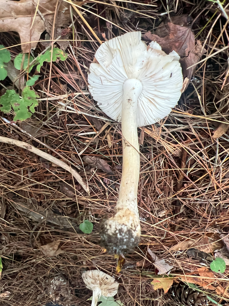 Poison Champagne Amanita