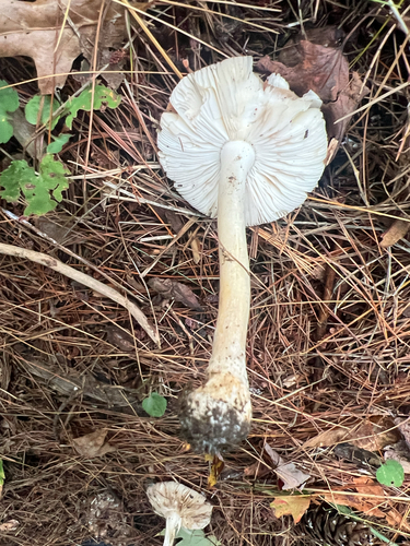 Poison Champagne Amanita