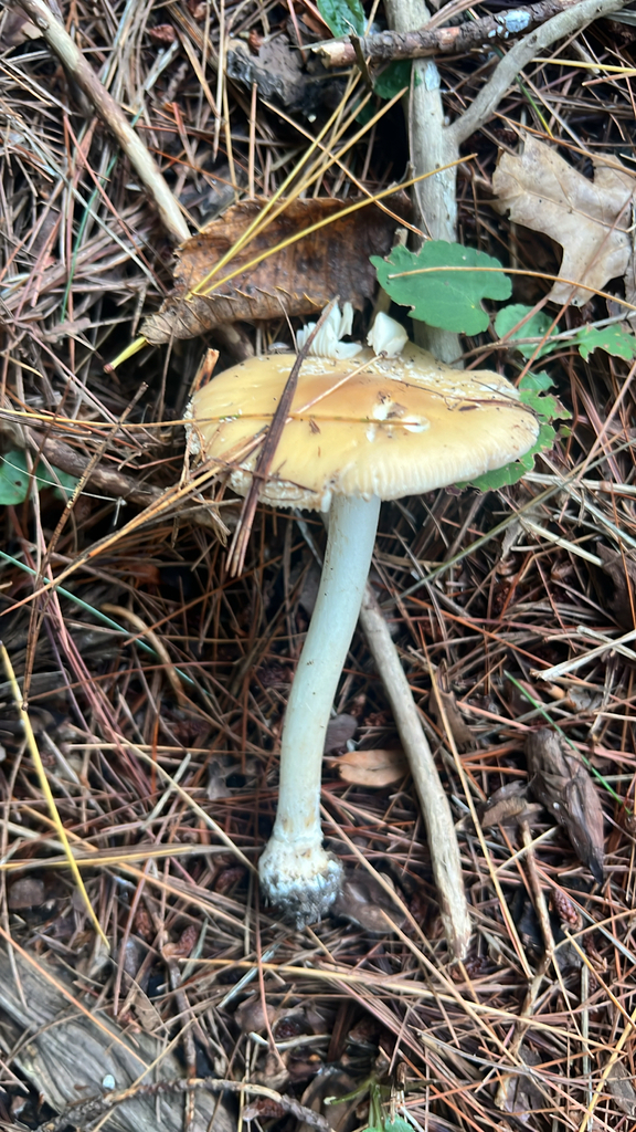 Poison Champagne Amanita