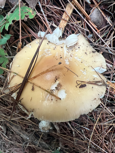 Poison Champagne Amanita