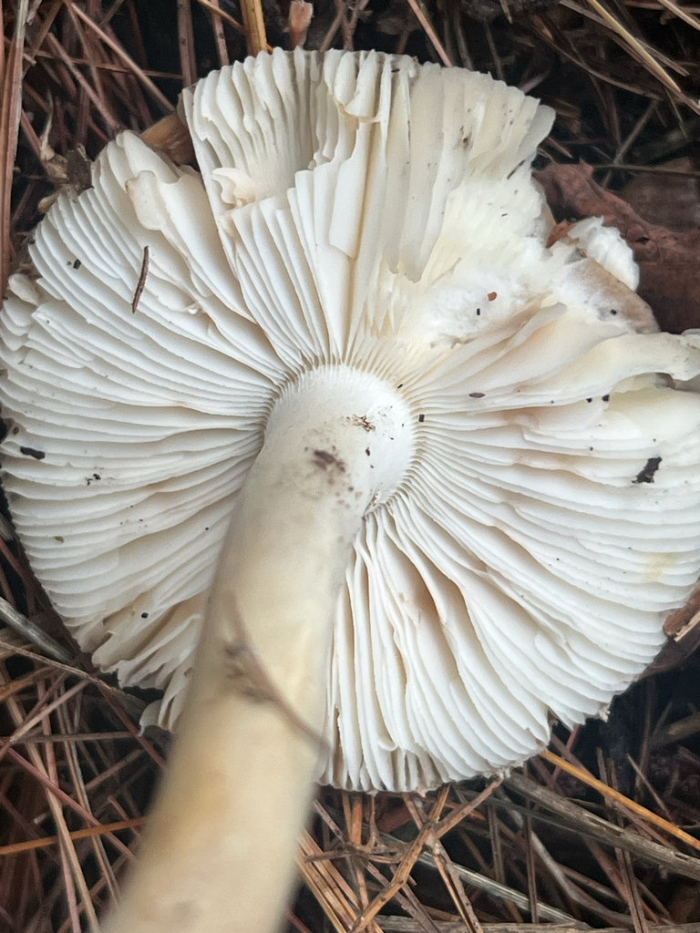Poison Champagne Amanita