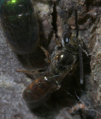 Lasioglossum zephyrus