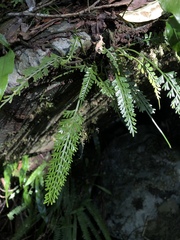 Asplenium prolongatum