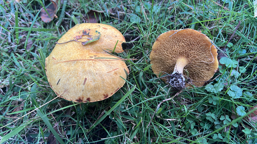 Chicken Fat Mushroom