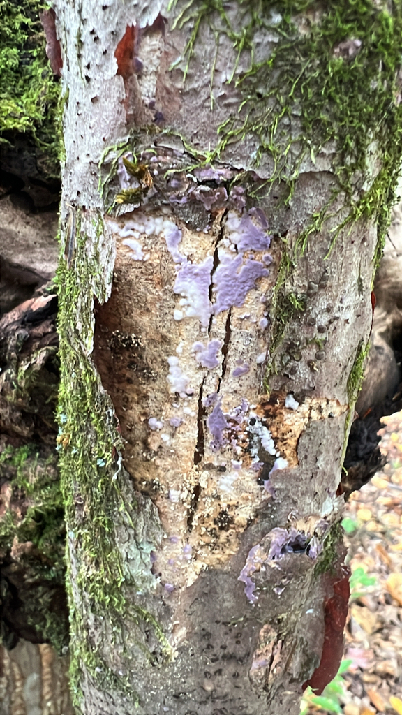 Phlebiopsis crassa