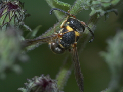 Stenodynerus propinquus