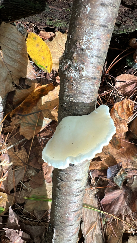 White Cheese Polypore