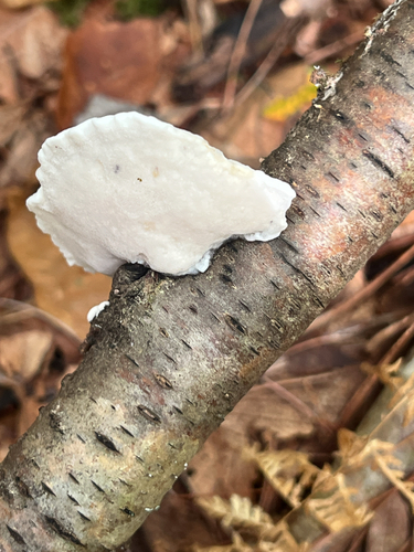 White Cheese Polypore