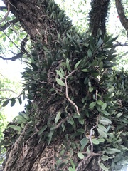 Microgramma mortoniana