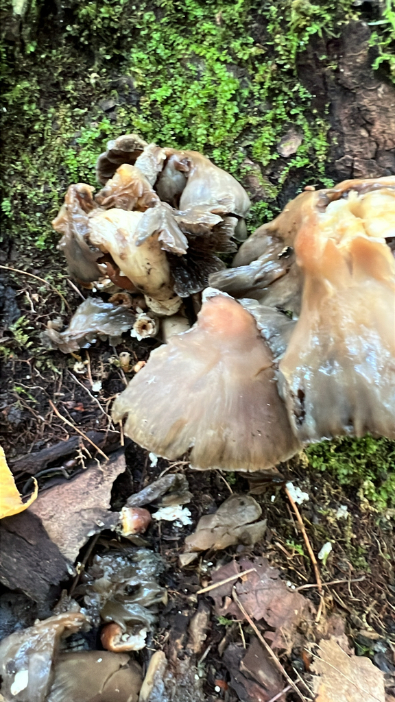 Mushrooms, Bracket Fungi, Puffballs, and Allies