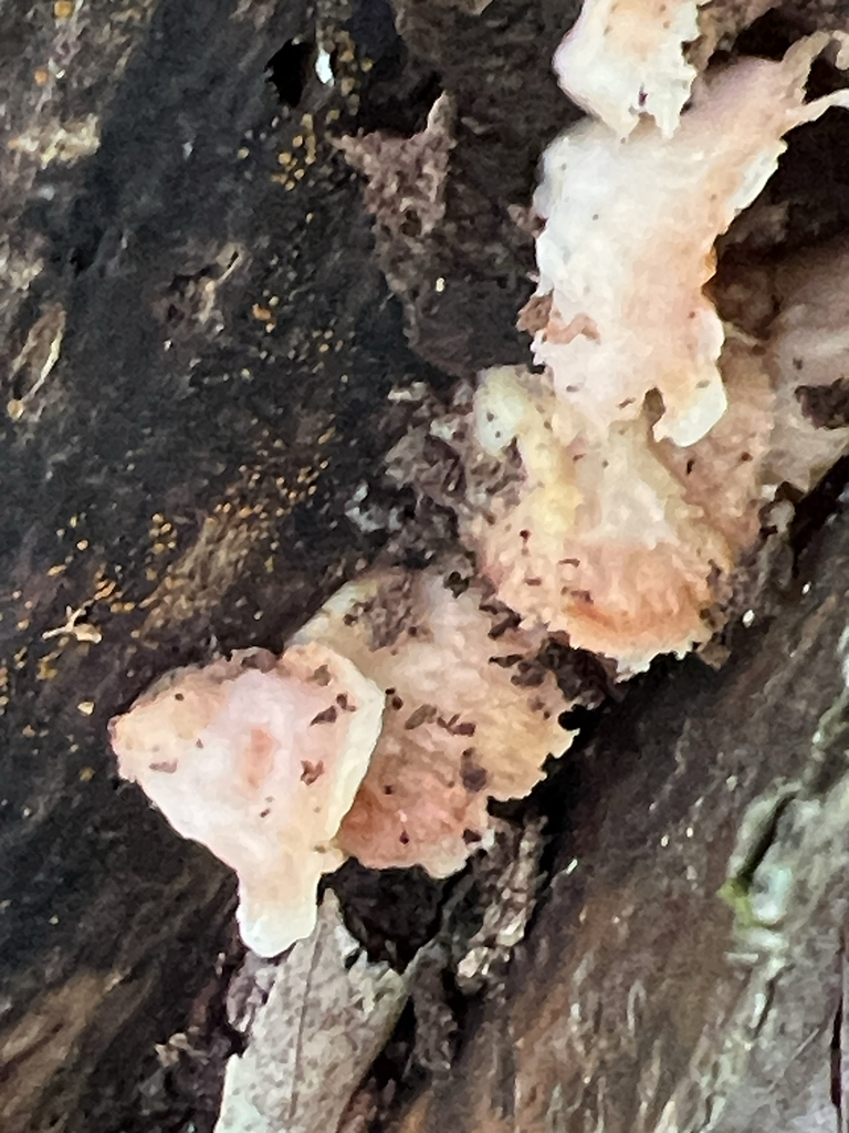 Trembling Crust