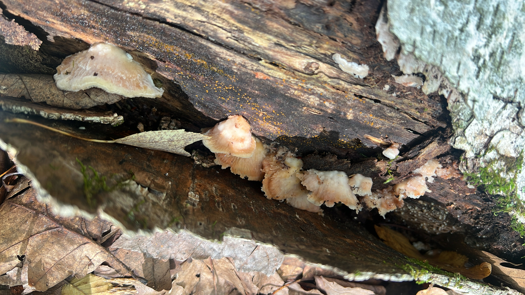Trembling Crust