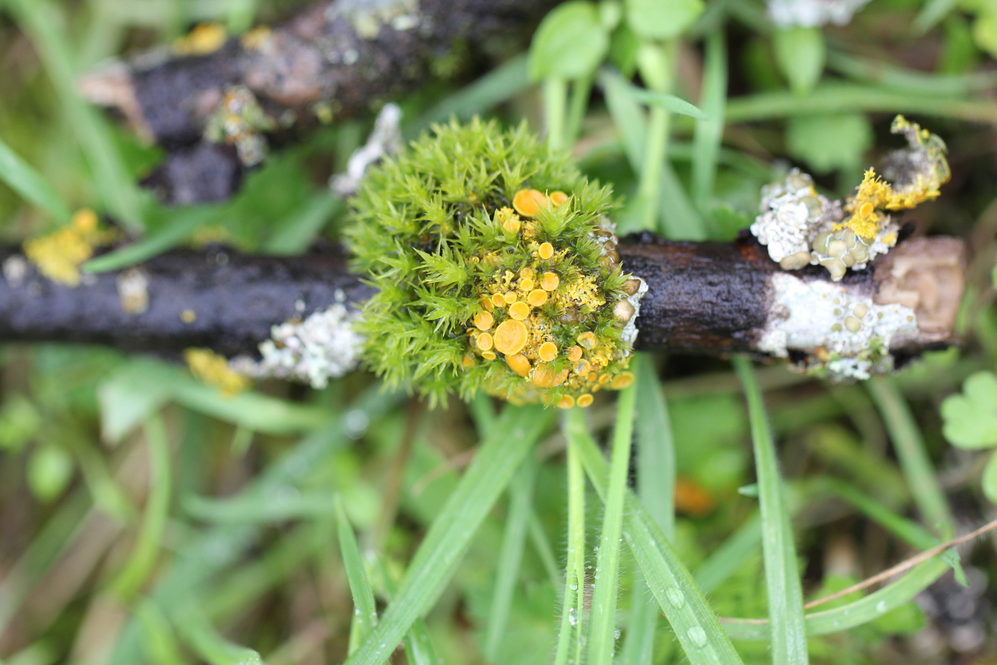 Xanthomendoza hasseana image