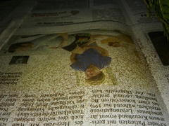 Polystichum aculeatum