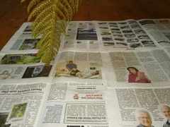 Polystichum aculeatum