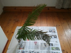 Polystichum aculeatum