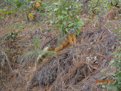 Sciurus nayaritensis