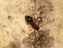 Crematogaster sordidula